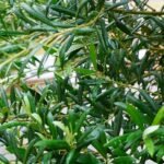 Folhas da oliveira